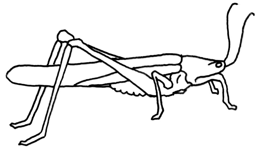 Drawing of a grasshopper.