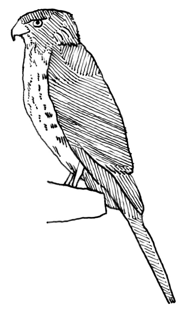 Drawing of a Cooper's Hawk