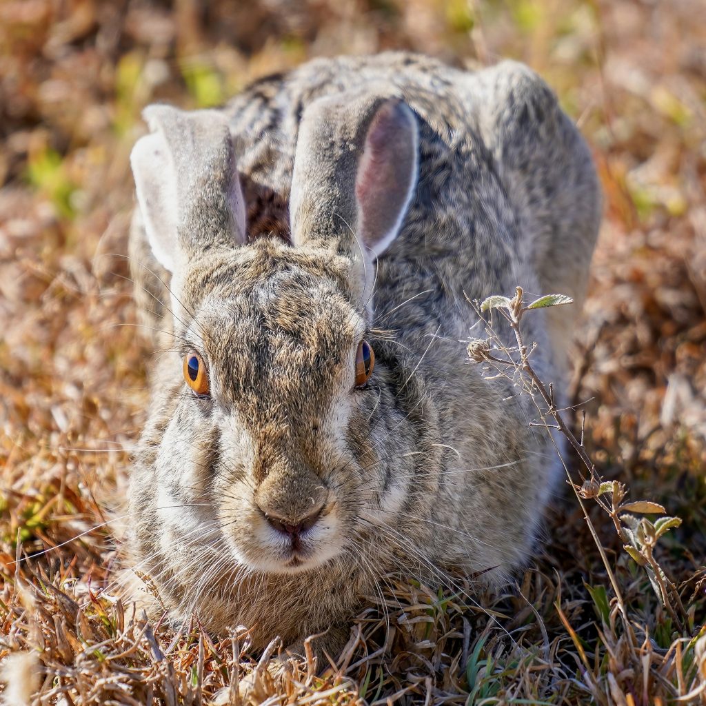 Front view of a hare crouching in the grass, showing its mouth.