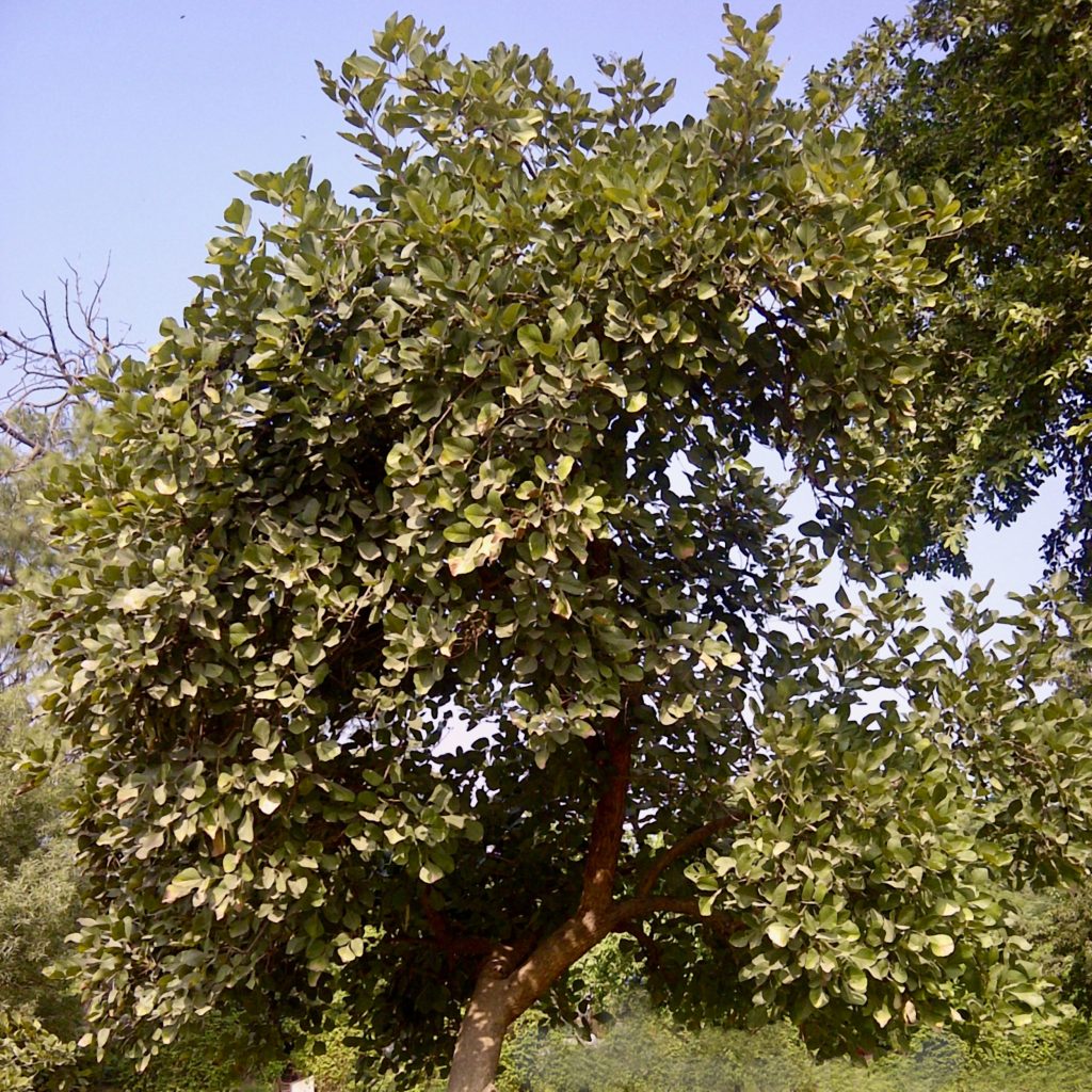 A tree in late spring or early summer, covered with green leaves.