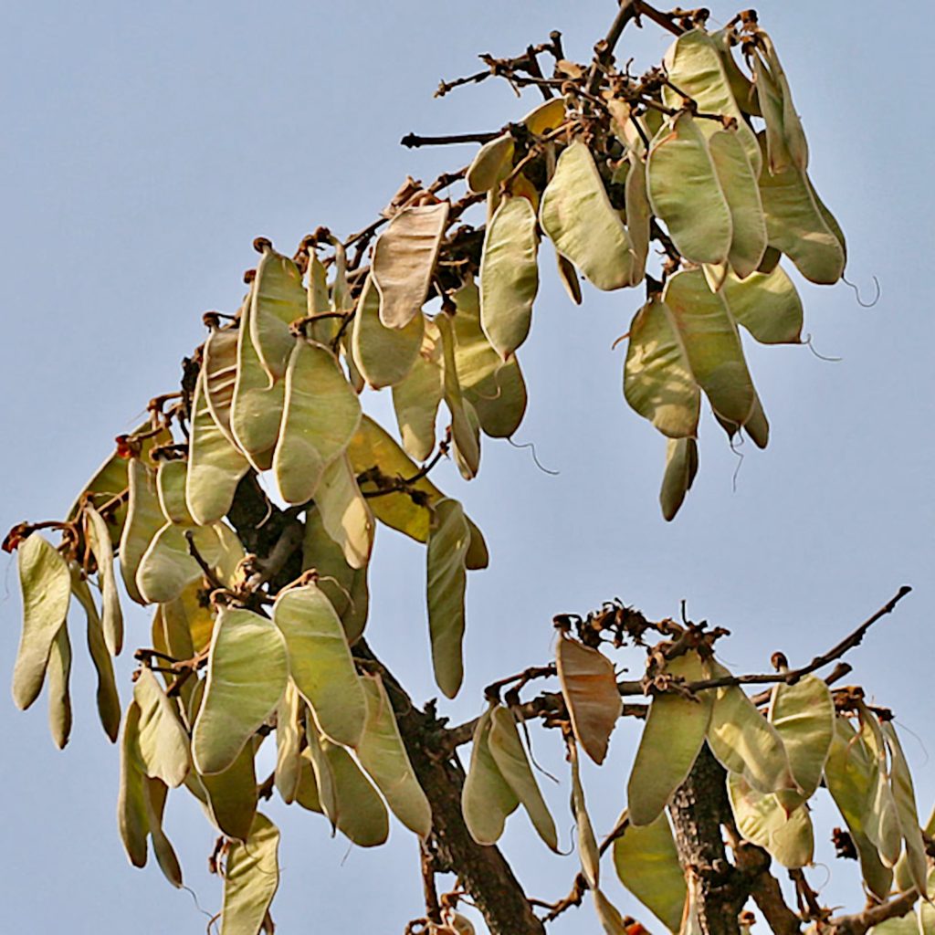 Seed pods hanging from a tree branch.