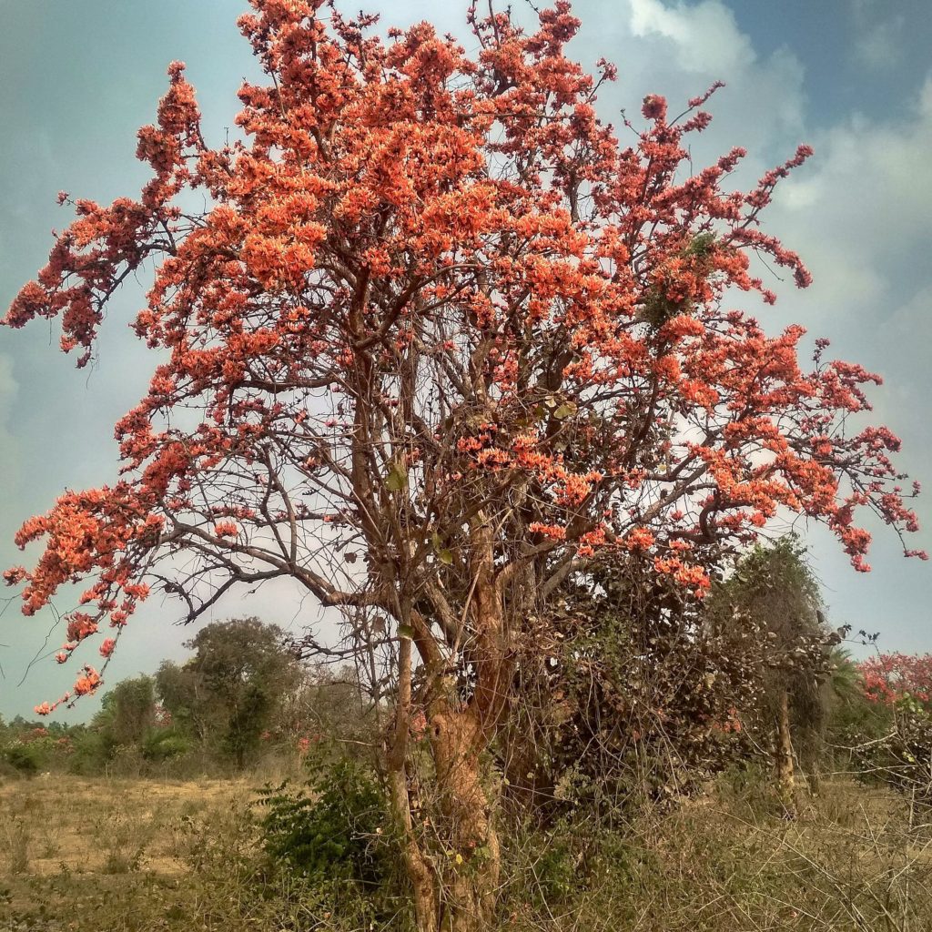 A tree in springtime, covered with orange-red flowers.